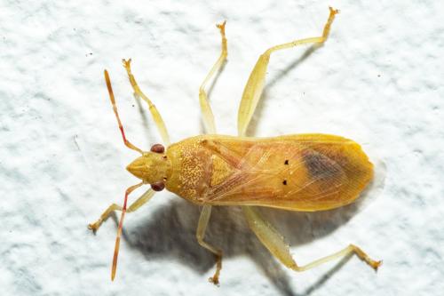 Réf. 247 131 : Daclera punctata